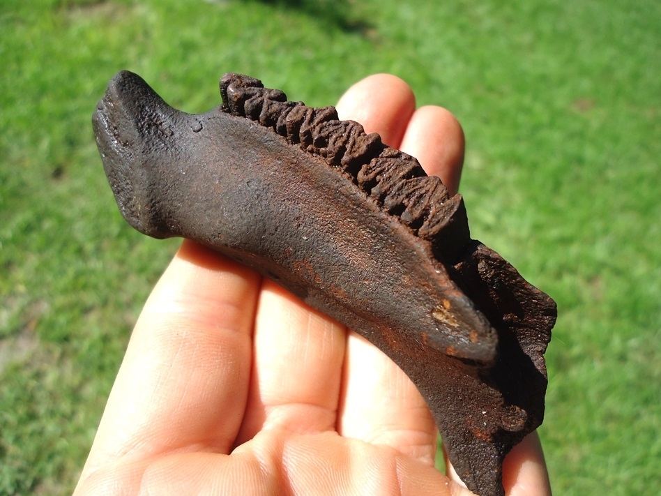 Large image 3 World Class Juvenile Capybara Mandible