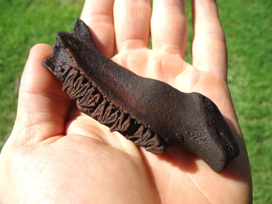 Large image 4 World Class Juvenile Capybara Mandible