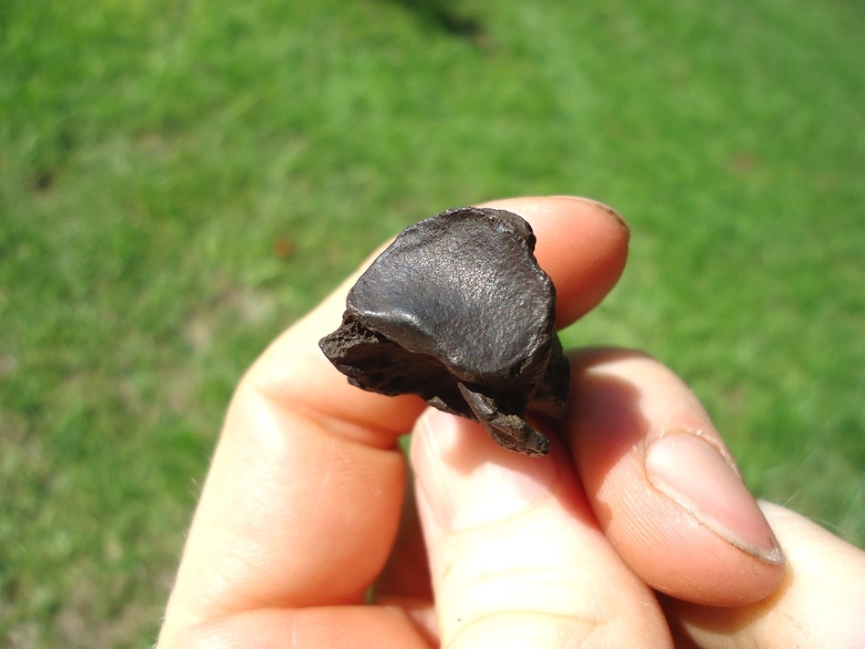 Large image 3 Museum Quality Capybara Claw Core