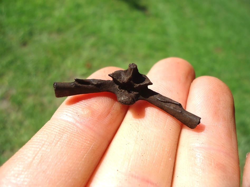 Large image 1 The Finest Bull Frog Vertebra