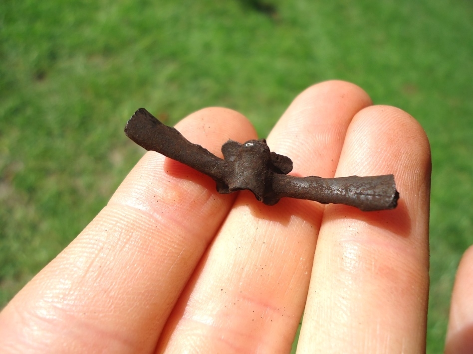 Large image 2 The Finest Bull Frog Vertebra