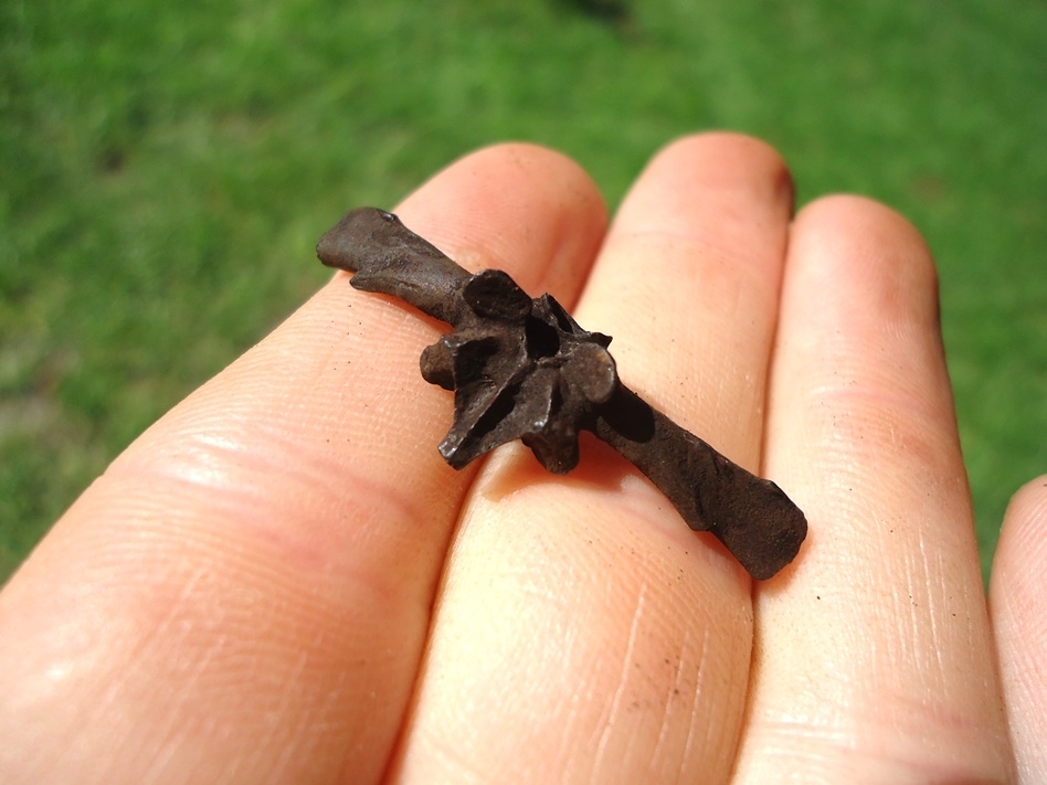 Large image 3 The Finest Bull Frog Vertebra