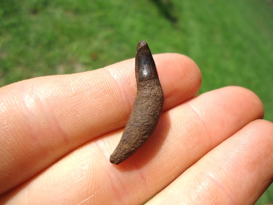 Large image 1 Uncommon Bottlenose Dolphin Tooth