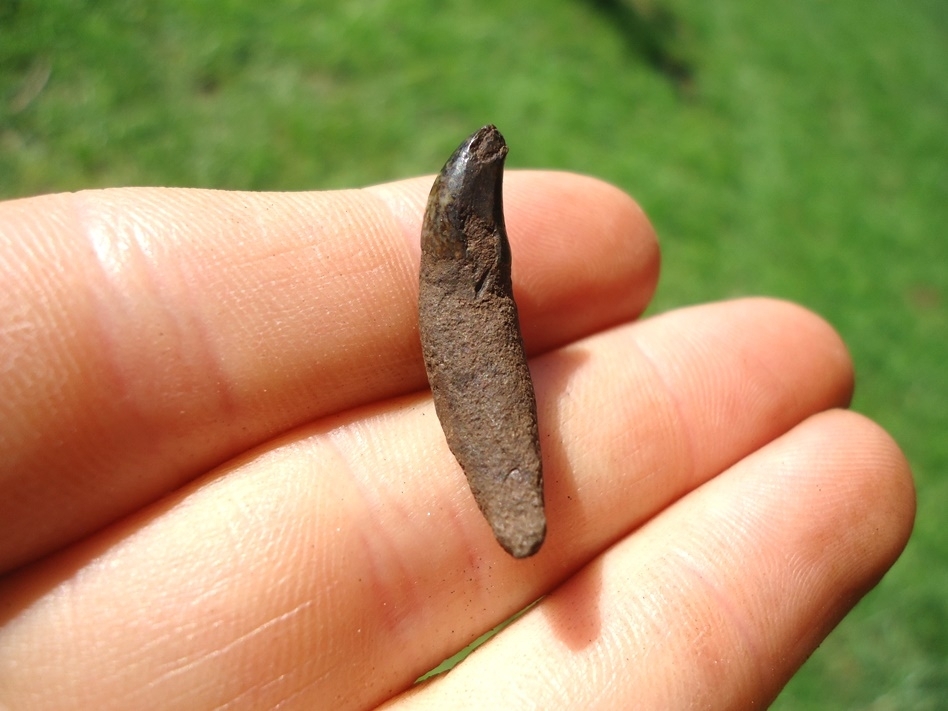 Large image 2 Uncommon Bottlenose Dolphin Tooth