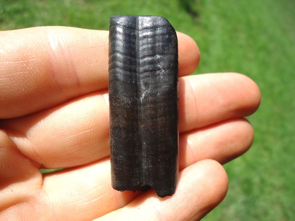 Large image 1 Top Quality Glossy Black Giant Armadillo Tooth