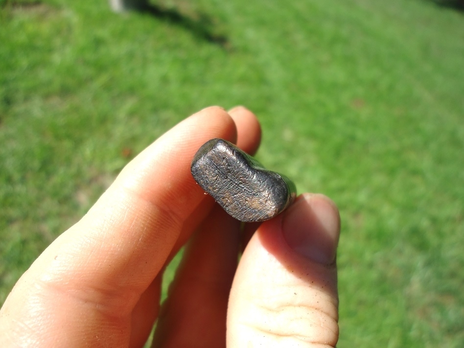 Large image 2 Top Quality Glossy Black Giant Armadillo Tooth