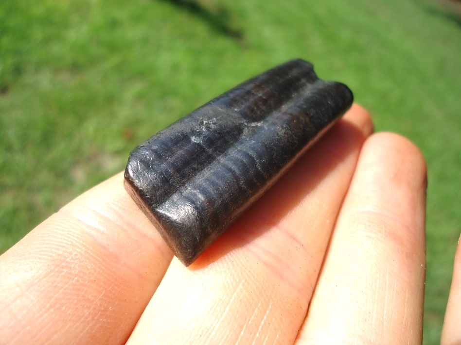 Large image 3 Top Quality Glossy Black Giant Armadillo Tooth