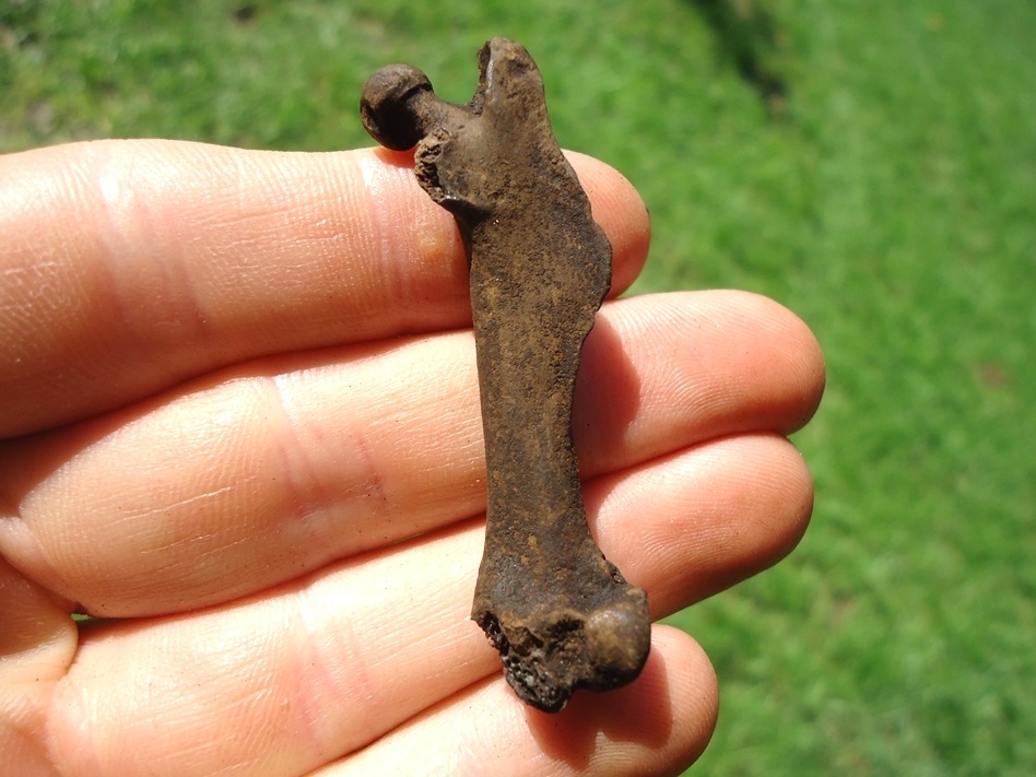 Large image 1 Choice Muskrat Femur