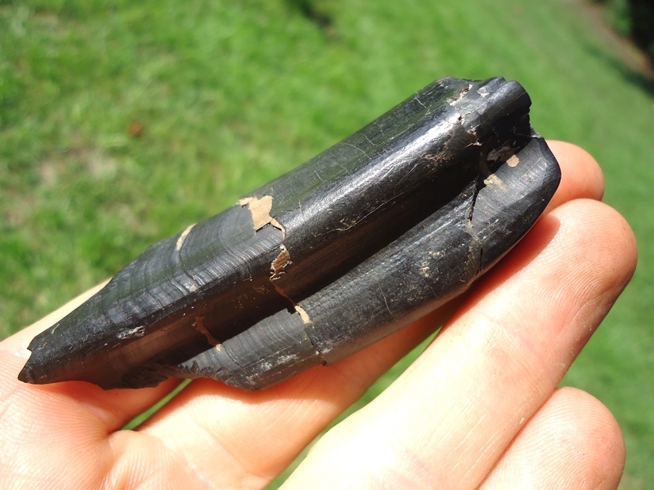 Large image 4 Excellent Paramylodon Sloth Tooth