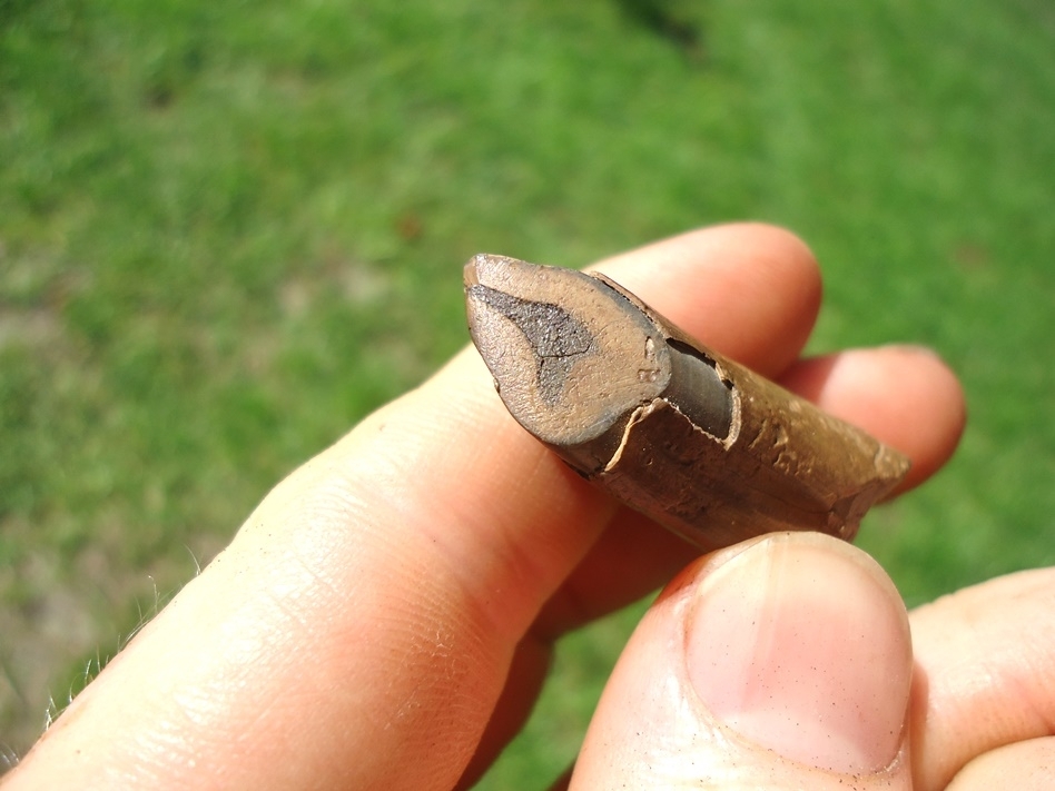 Large image 2 Choice Juvenile Paramylodon Tooth