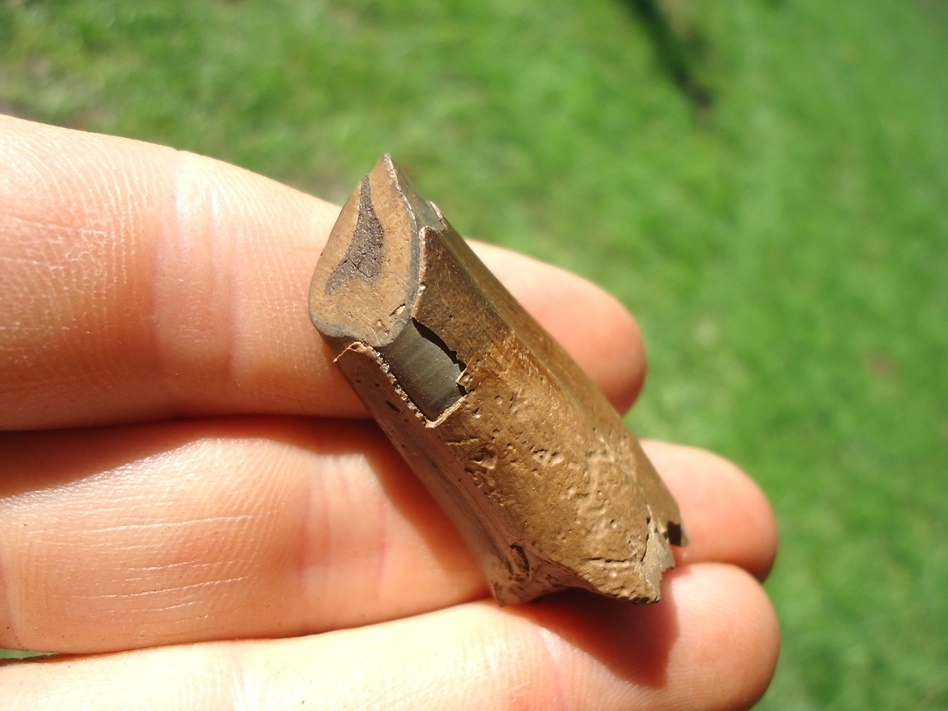 Large image 3 Choice Juvenile Paramylodon Tooth