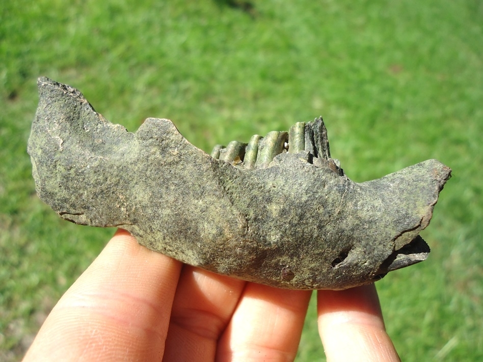 Large image 1 Very Nice Beaver Mandible with Four Teeth