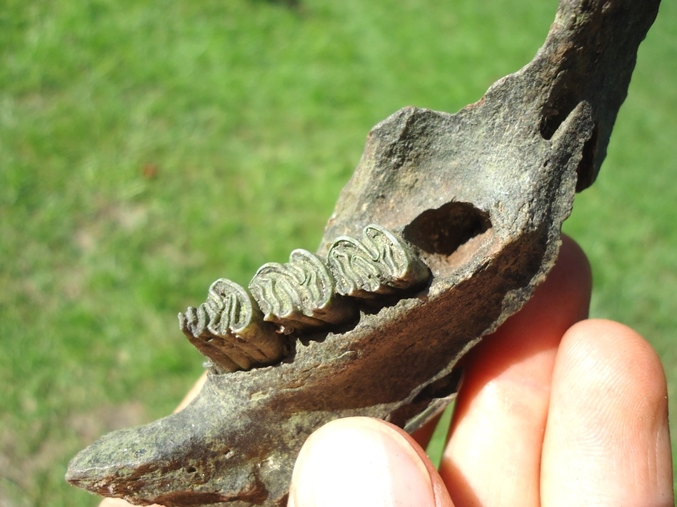 Large image 2 Very Nice Beaver Mandible with Four Teeth