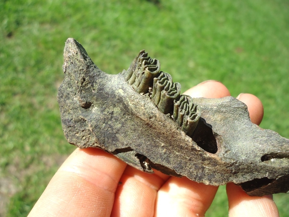 Large image 3 Very Nice Beaver Mandible with Four Teeth