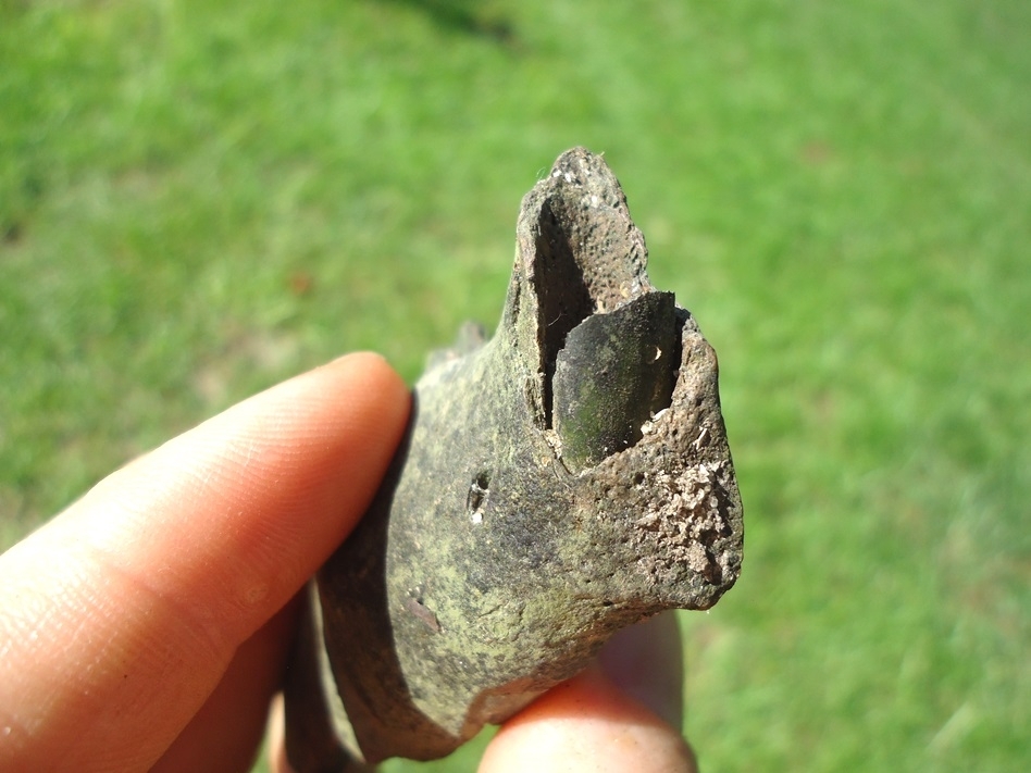 Large image 4 Very Nice Beaver Mandible with Four Teeth