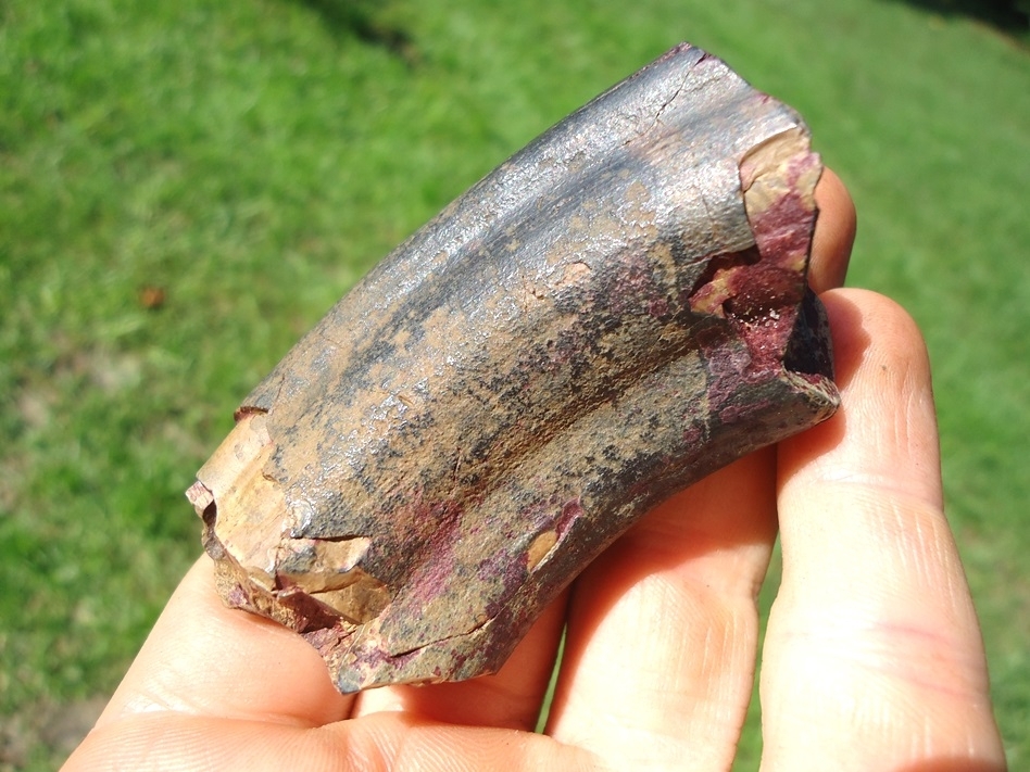 Large image 3 Bargain Megalonyx Sloth Canine Tooth