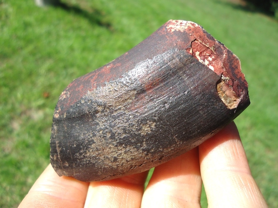 Large image 4 Bargain Megalonyx Sloth Canine Tooth