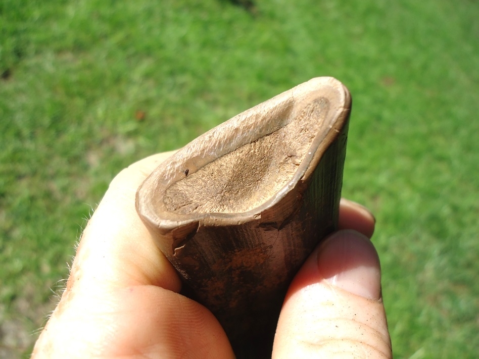 Large image 4 World Class Megalonyx Sloth Canine Tooth