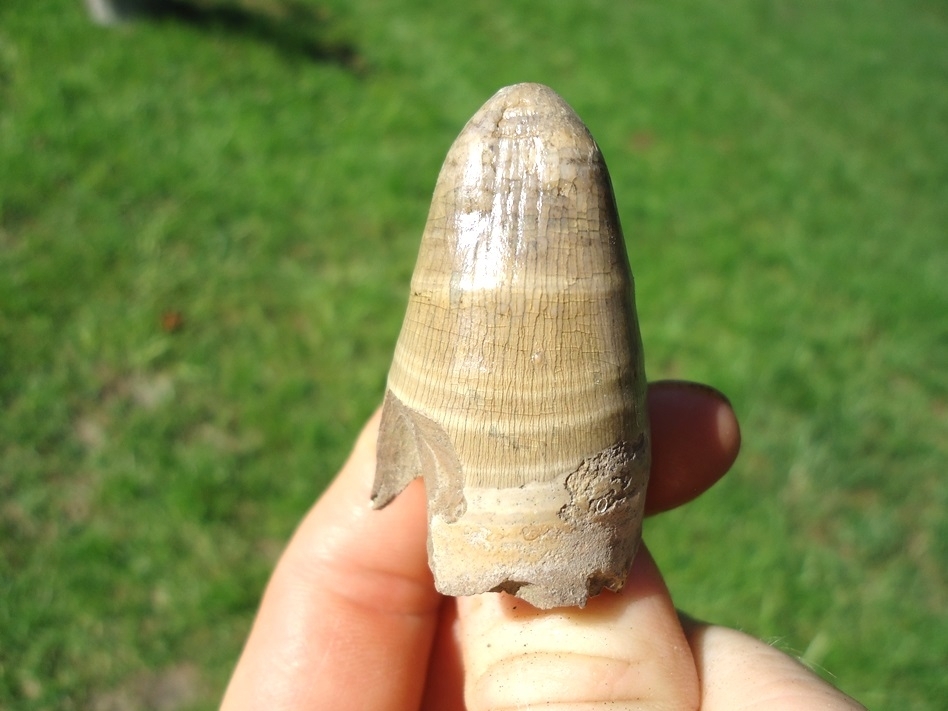 Large image 1 Whopper Blonde Alligator Tooth