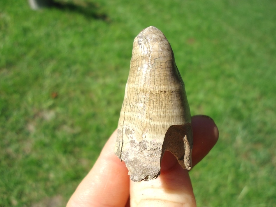 Large image 2 Whopper Blonde Alligator Tooth