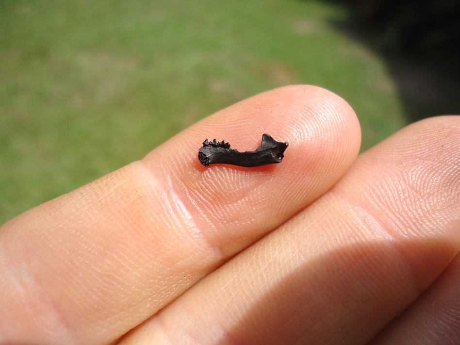 Large image 1 Beyond Rare Fossil Bat Jaw