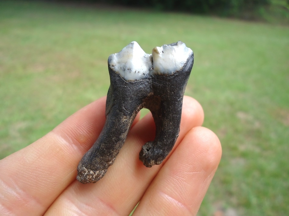 Large image 1 Quality Fully Rooted Llama Tooth