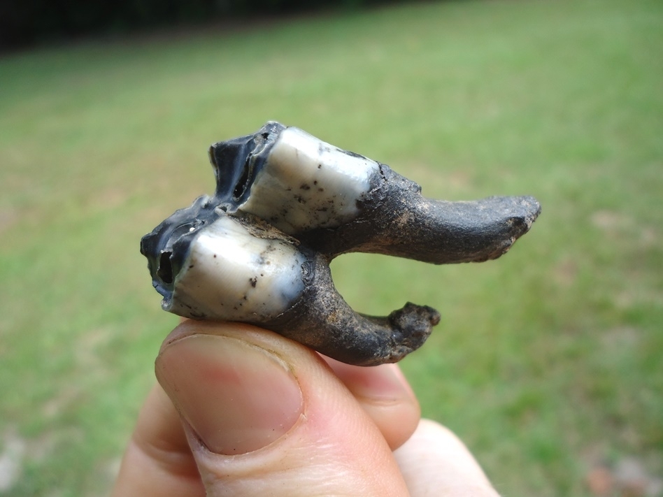 Large image 3 Quality Fully Rooted Llama Tooth