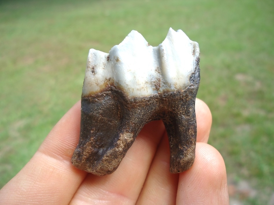 Large image 1 Top Quality Llama Molar