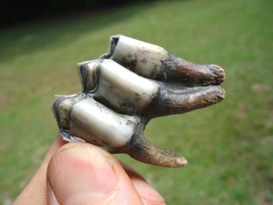 Large image 3 Top Quality Llama Molar