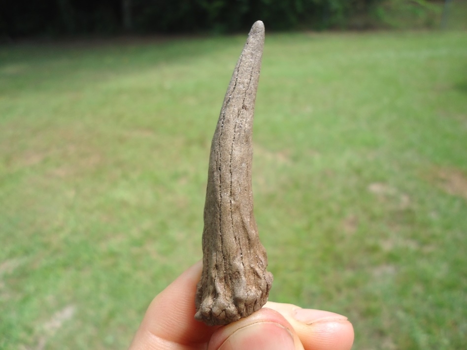 Large image 1 Uncommon Completed Deer Antler Spike