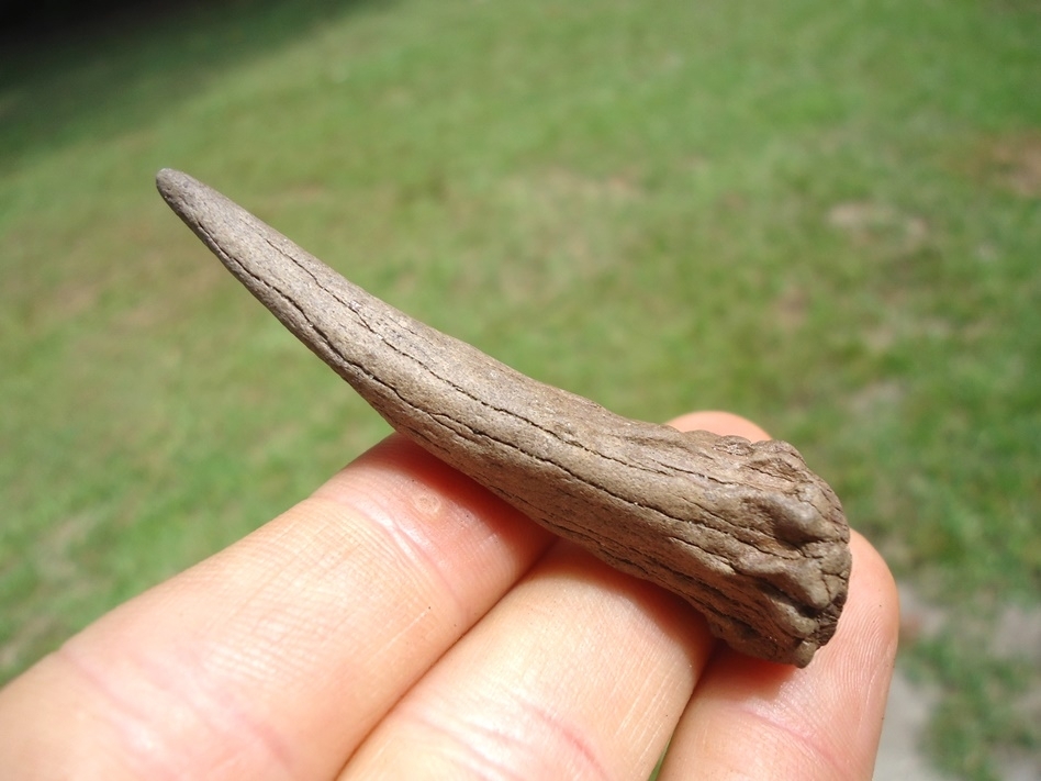 Large image 2 Uncommon Completed Deer Antler Spike