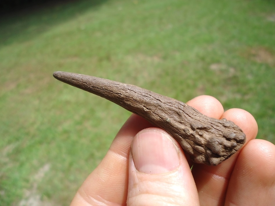 Large image 3 Uncommon Completed Deer Antler Spike