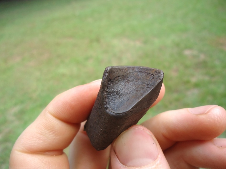 Large image 2 Bargain Megalonyx Sloth Tooth