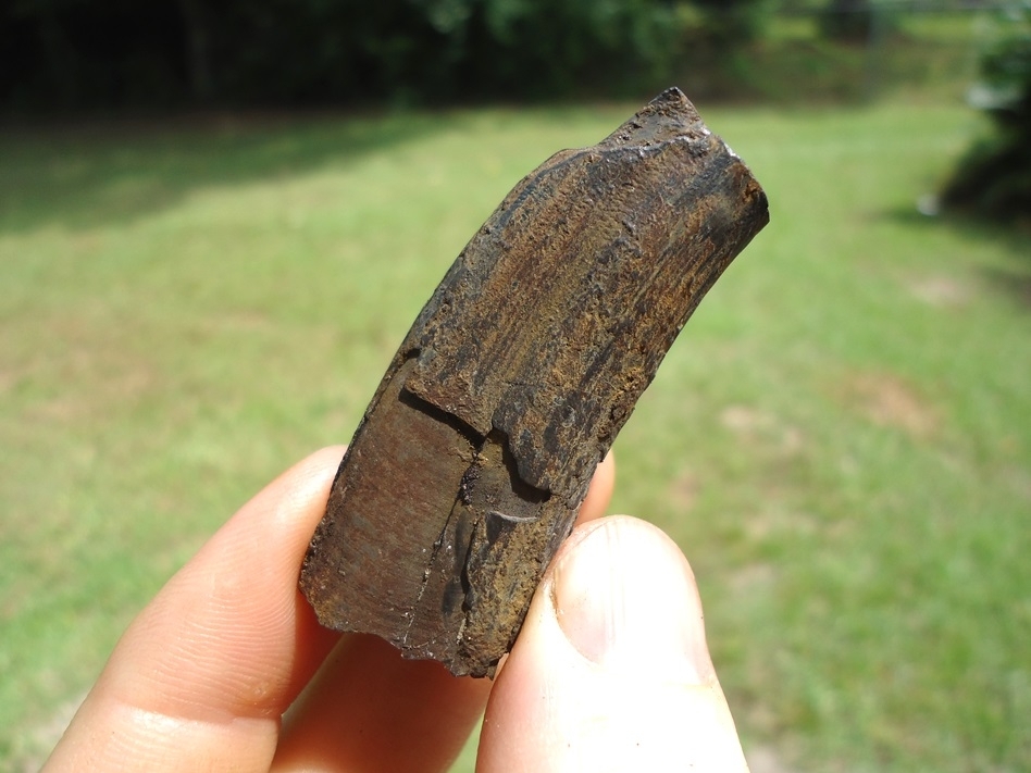 Large image 1 Unique Sub-adult Paramylodon Sloth Tooth