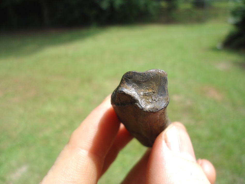 Large image 2 Unique Sub-adult Paramylodon Sloth Tooth