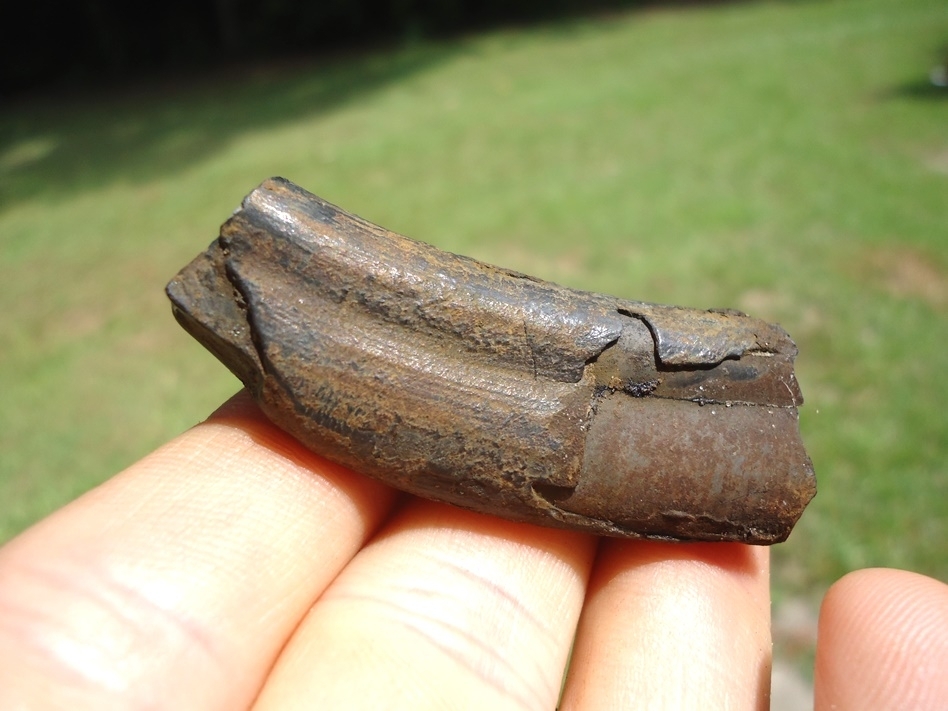 Large image 3 Unique Sub-adult Paramylodon Sloth Tooth