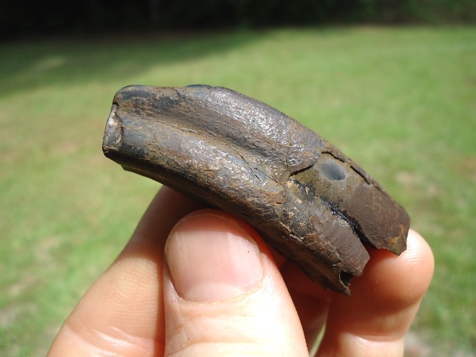 Large image 4 Unique Sub-adult Paramylodon Sloth Tooth