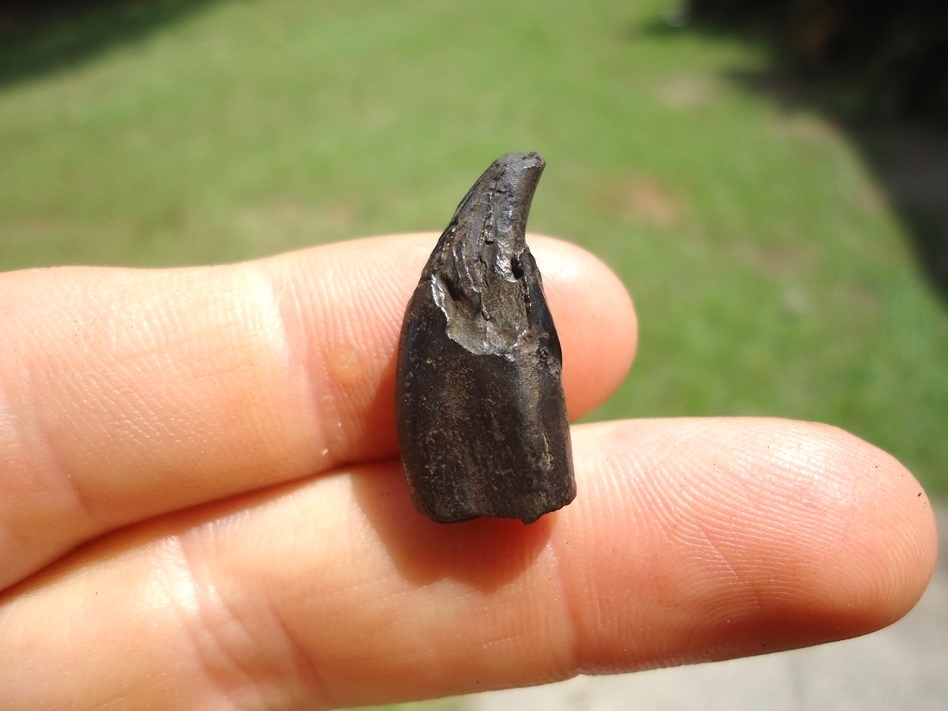 Large image 1 Very Rare Saber Cat Incisor Tooth