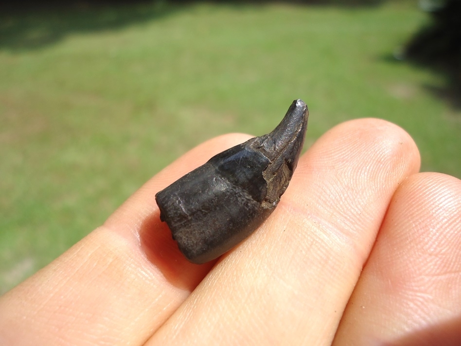 Large image 3 Very Rare Saber Cat Incisor Tooth