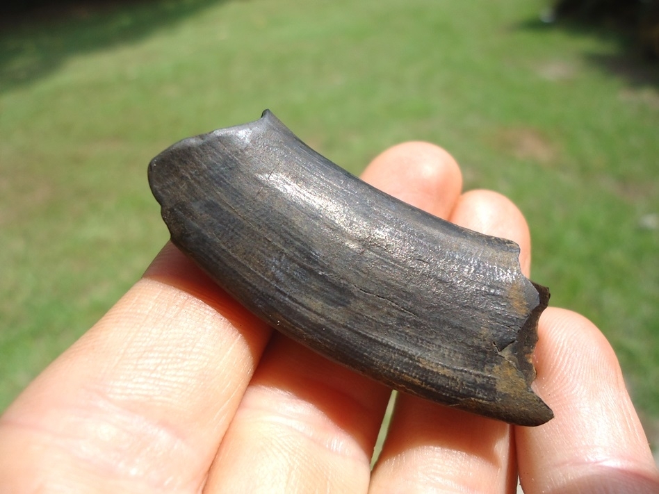 Large image 4 High Quality Sub-adult Paramylodon Sloth Canine Tooth