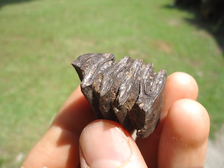 Large image 1 Bargain Priced Capybara Molar