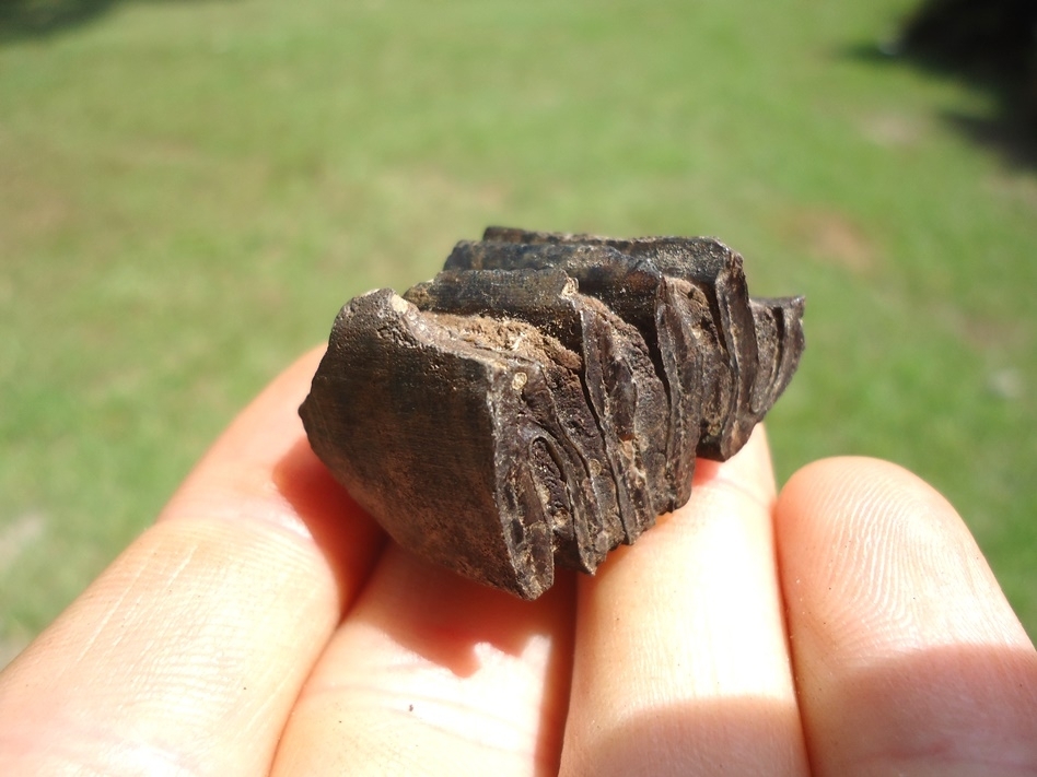 Large image 3 Bargain Priced Capybara Molar