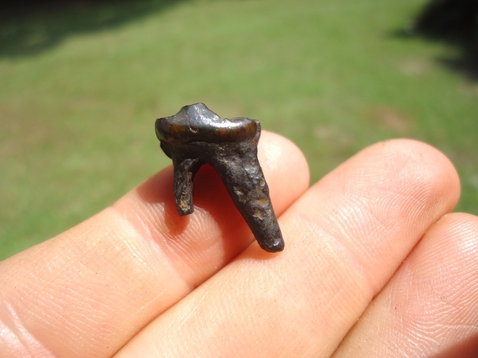 Large image 1 Uncommon Dire Wolf Molar