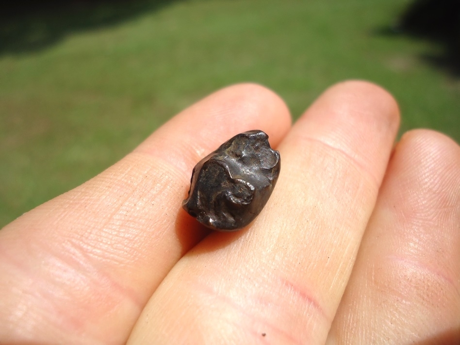 Large image 2 Uncommon Dire Wolf Molar