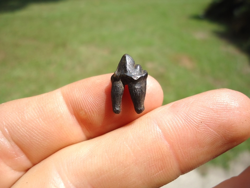 Large image 1 Top Quality Bobcat Upper Premolar