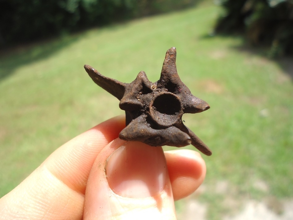 Large image 1 Choice Diamondback Rattlesnake Vertebra