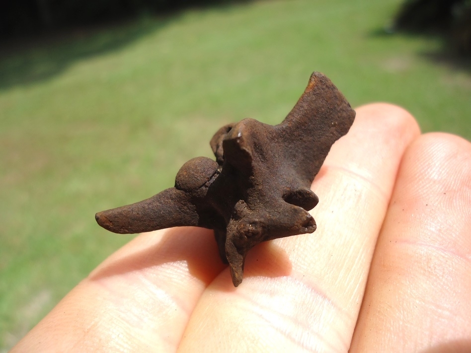 Large image 2 Choice Diamondback Rattlesnake Vertebra