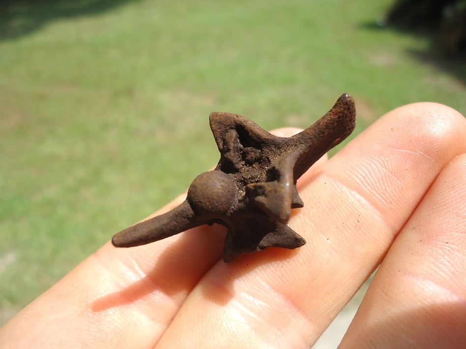 Large image 3 Choice Diamondback Rattlesnake Vertebra