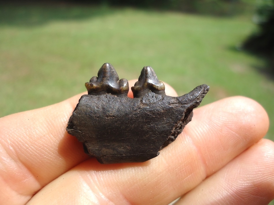 Large image 1 Bobcat Jaw with Two Perfect Teeth