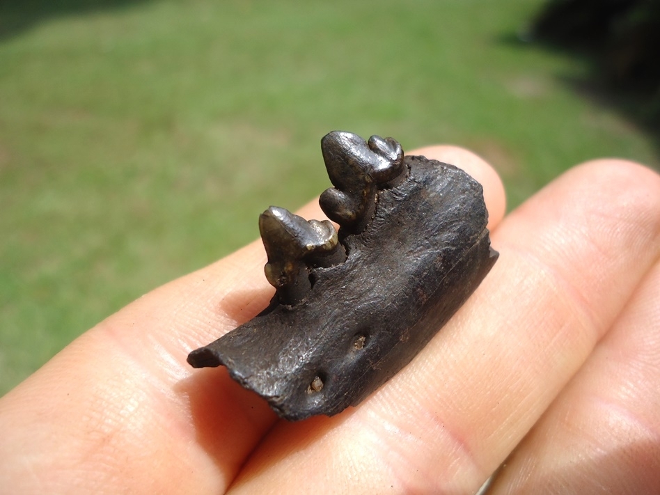 Large image 3 Bobcat Jaw with Two Perfect Teeth